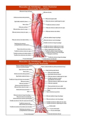 Anatomia dos musculos.