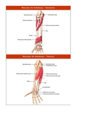 Anatomia dos musculos.