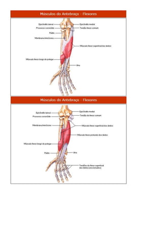 Anatomia dos musculos.
