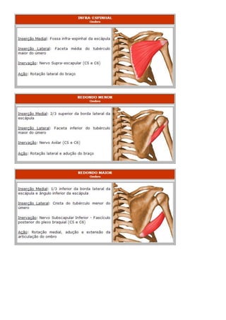Anatomia dos musculos.