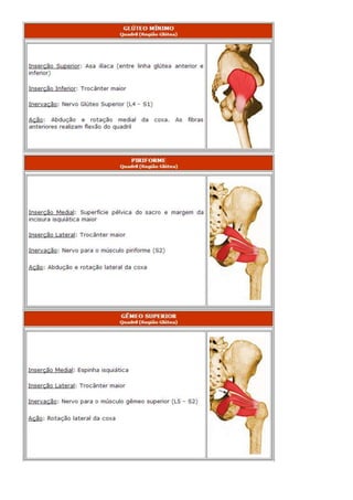 Anatomia dos musculos.