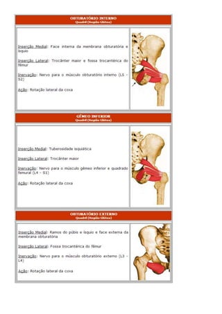 Anatomia dos musculos.