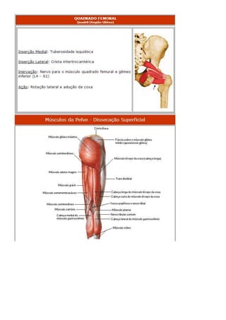Anatomia dos musculos.