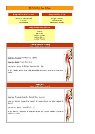 Anatomia dos musculos.