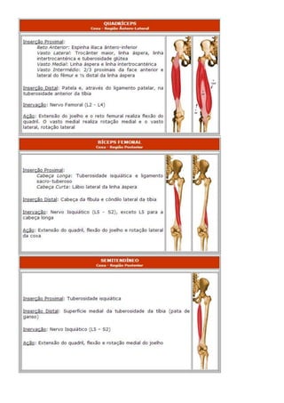 Anatomia dos musculos.