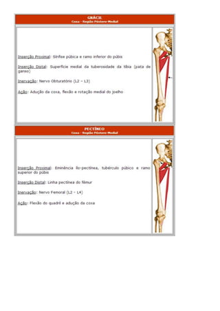 Anatomia dos musculos.