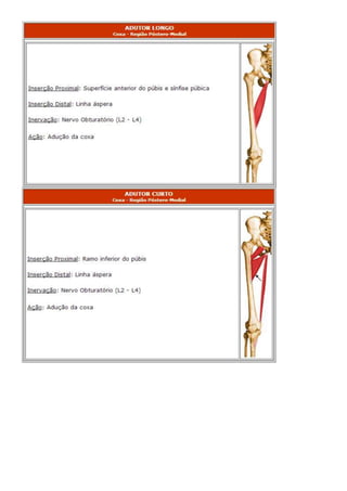 Anatomia dos musculos.