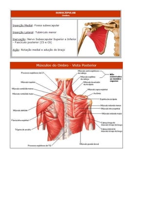 Anatomia dos musculos.