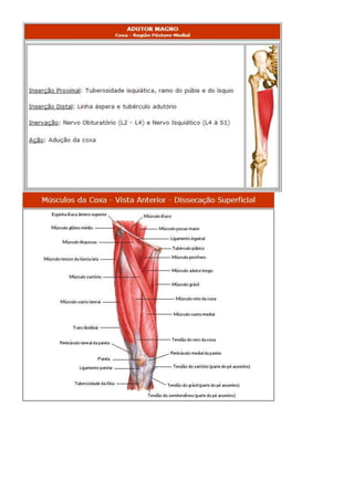 Anatomia dos musculos.