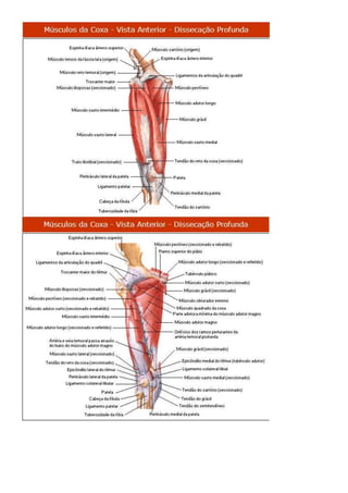 Anatomia dos musculos.