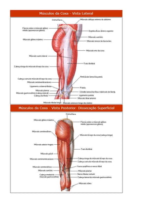 Anatomia dos musculos.