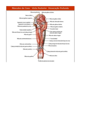 Anatomia dos musculos.