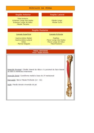 Anatomia dos musculos.