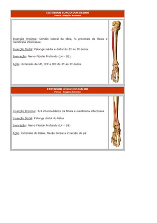 Anatomia dos musculos.