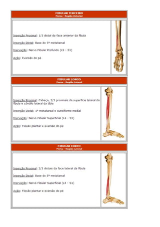 Anatomia dos musculos.