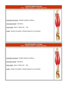 Anatomia dos musculos.