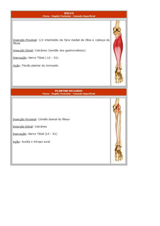 Anatomia dos musculos.