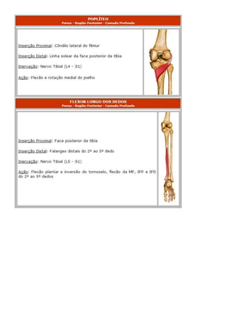 Anatomia dos musculos.