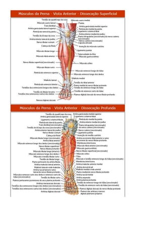 Anatomia dos musculos.