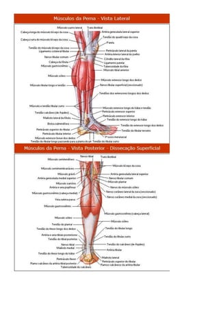 Anatomia dos musculos.