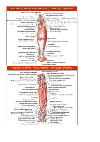 Anatomia dos musculos.