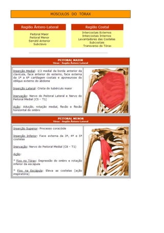 Anatomia dos musculos.