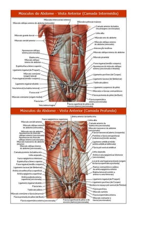 Anatomia dos musculos.