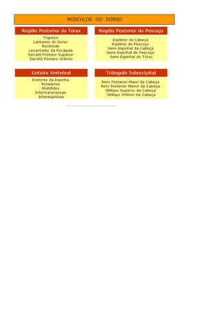 Anatomia dos musculos.