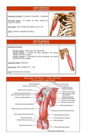 Anatomia dos musculos.