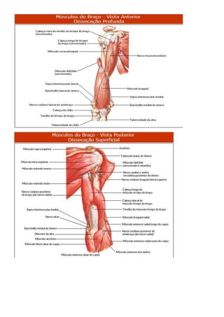 Anatomia dos musculos.