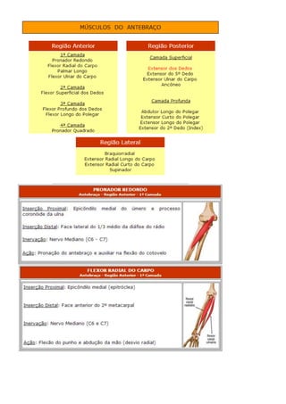 Anatomia dos musculos.