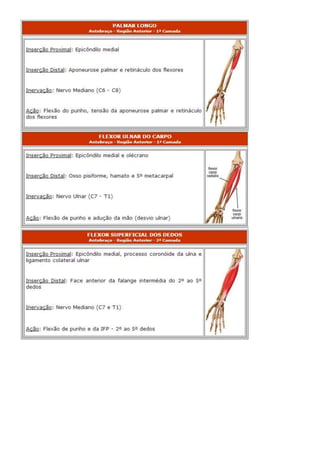 Anatomia dos musculos.