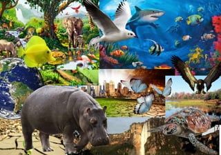 collage ecosistemas
