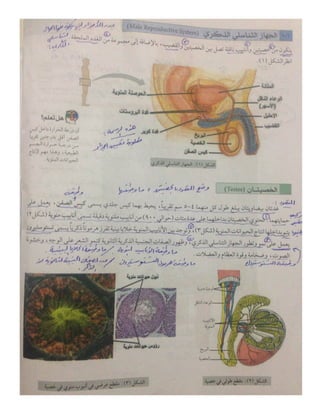 تعليم نقاط-10