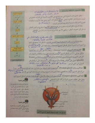 تعليم نقاط-10