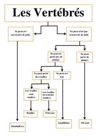 Les Vertébrés
Sa peau est
recouverte de poils
Sa peau n'est pas
recouverte de poils
Mammifères
Sa peau ne
porte pas de
plumes
Oiseaux
Sa peau porte
des écailles
Sa peau
porte de
plumes
Sa peau est
nue
Amphibiens
Les écailles
sont
soudées
Les écailles
ne sont pas
soudées
PoissonsReptiles
 