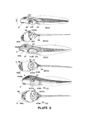 Stages in normal development of common toad D. stomaticus | DOCX