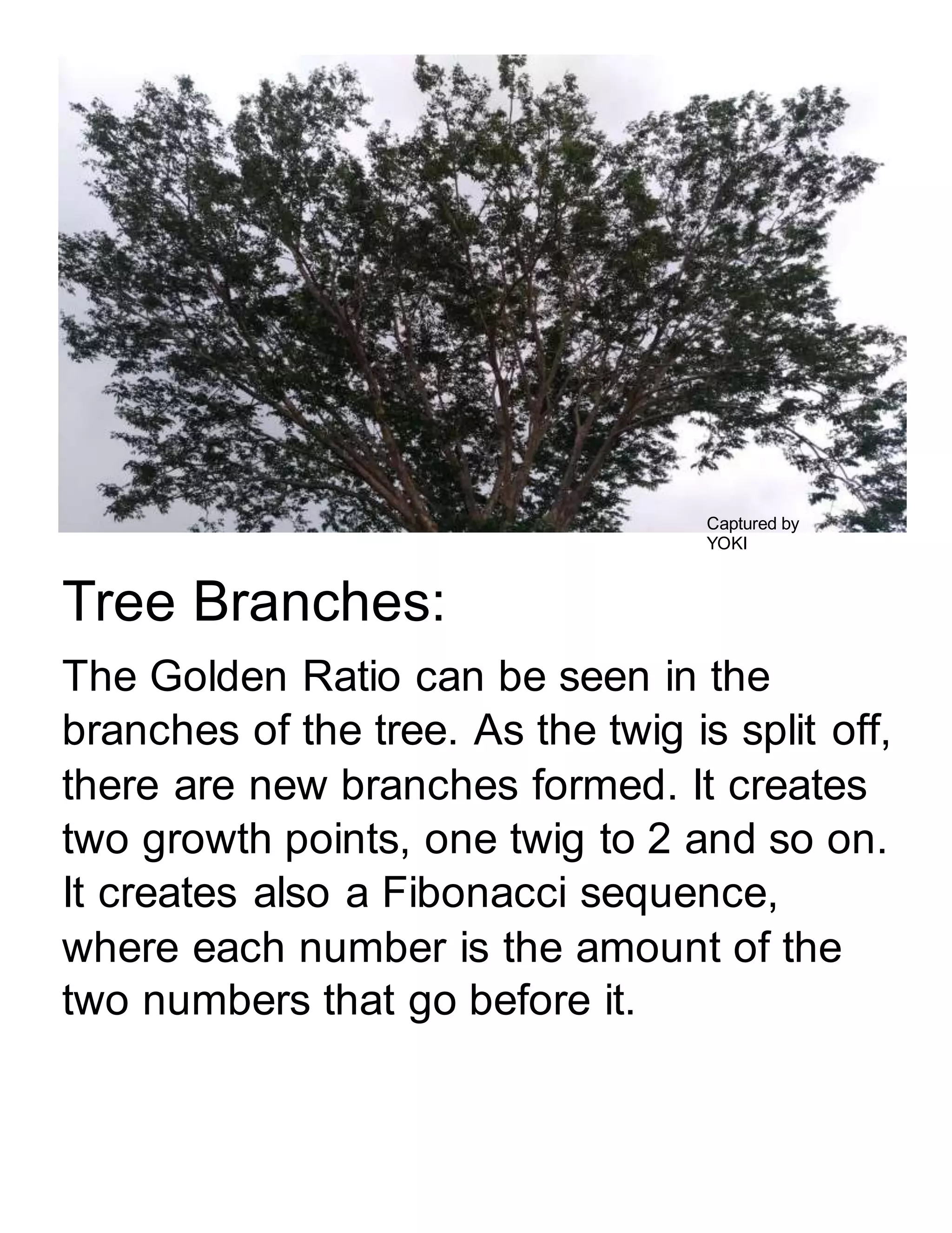 Golden Ratio examples tree branches | DOCX