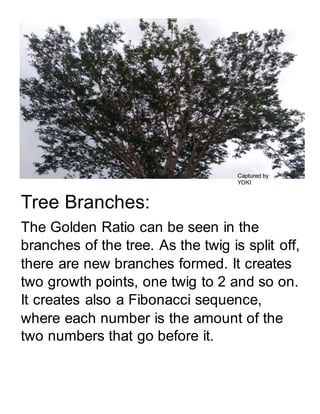 Tree Branches:
The Golden Ratio can be seen in the
branches of the tree. As the twig is split off,
there are new branches formed. It creates
two growth points, one twig to 2 and so on.
It creates also a Fibonacci sequence,
where each number is the amount of the
two numbers that go before it.
Captured by
YOKI
 