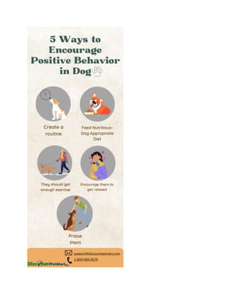 5 Ways to Encourage Positive Behavior in Dog