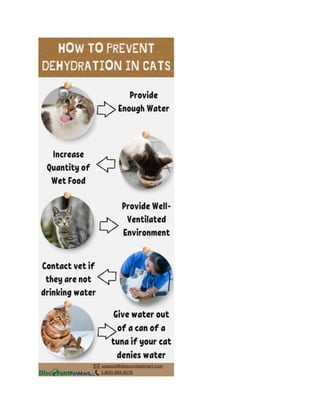 How to Prevent Dehydration in Cats