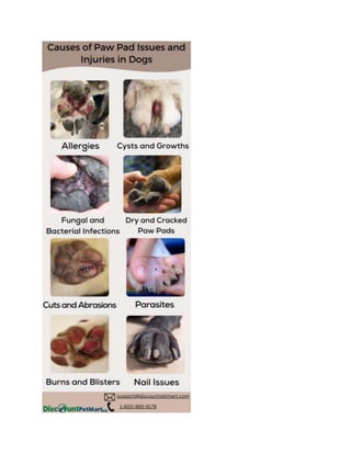 Causes of Paw Pad Issues and Injuries in Dogs