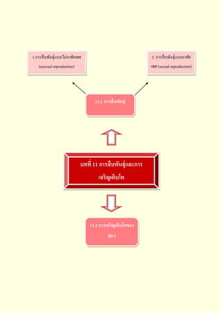 1.การสื บพันธุ์แบบไม่อาศัยเพศ

2. การสื บพันธุ์แบบอาศัย

(asexual reproduction)

เพศ (sexual reproduction)

11.1 การสื บพันธุ์

บทที่ 11 การสื บพันธุ์และการ
เจริญเติบโต

11.2 การเจริญเติบโตของ
สั ตว์

 