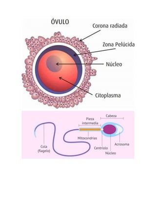 ovulo y espermatosoide