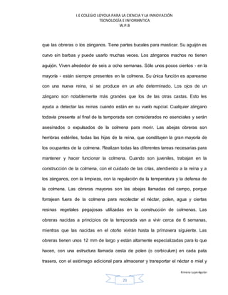 I.E COLEGIO LOYOLA PARA LA CIENCIA Y LA INNOVACIÓN
TECNOLOGÍA E INFORMATICA
W.P.B
Ximena LujanAguilar
23
que las obreras o los zánganos. Tiene partes bucales para masticar. Su aguijón es
curvo sin barbas y puede usarlo muchas veces. Los zánganos machos no tienen
aguijón. Viven alrededor de seis a ocho semanas. Sólo unos pocos cientos - en la
mayoría - están siempre presentes en la colmena. Su única función es aparearse
con una nueva reina, si se produce en un año determinado. Los ojos de un
zángano son notablemente más grandes que los de las otras castas. Esto les
ayuda a detectar las reinas cuando están en su vuelo nupcial. Cualquier zángano
todavía presente al final de la temporada son considerados no esenciales y serán
asesinados o expulsados de la colmena para morir. Las abejas obreras son
hembras estériles, todas las hijas de la reina, que constituyen la gran mayoría de
los ocupantes de la colmena. Realizan todas las diferentes tareas necesarias para
mantener y hacer funcionar la colmena. Cuando son juveniles, trabajan en la
construcción de la colmena, con el cuidado de las crías, atendiendo a la reina y a
los zánganos, con la limpieza, con la regulación de la temperatura y la defensa de
la colmena. Las obreras mayores son las abejas llamadas del campo, porque
forrajean fuera de la colmena para recolectar el néctar, polen, agua y ciertas
resinas vegetales pegajosas utilizadas en la construcción de colmenas. Las
obreras nacidas a principios de la temporada van a vivir cerca de 6 semanas,
mientras que las nacidas en el otoño vivirán hasta la primavera siguiente. Las
obreras tienen unos 12 mm de largo y están altamente especializadas para lo que
hacen, con una estructura llamada cesta de polen (o corbiculum) en cada pata
trasera, con el estómago adicional para almacenar y transportar el néctar o miel y
 
