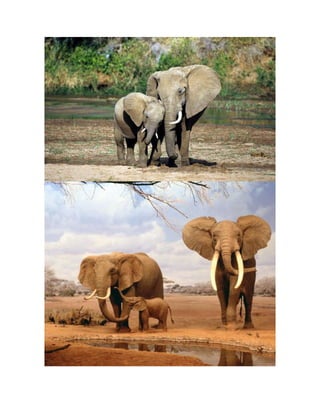 Los elefantes en peligro de extinción.