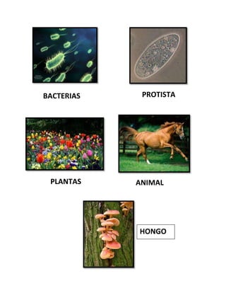 BACTERIAS PROTISTA
S
PLANTAS ANIMAL
HONGO
 