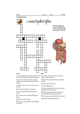 Digestive System Crossword PDF Digestive System Crossword PDF