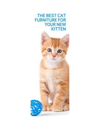 The best cat furniture for your new kitten.