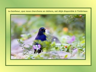 Le bonheur, que nous cherchons en dehors, est déjà disponible à l’intérieur.